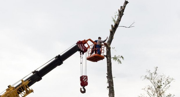 Palm Tree Removal: Weighing the Considerations